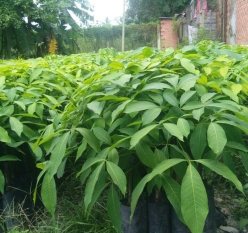 Giống Cao Su RRIV4