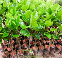 GIỐNG MÍT SIÊU SỚM