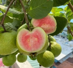 Ổi Ruby Ruột Đỏ