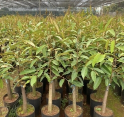 Giống Sầu Riêng RI6